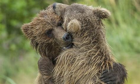 Alaska bear cubs hug after being left by mother | Daily Mail Online