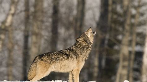 Why do Wolves Howl? Love, Scientists Say - ABC News