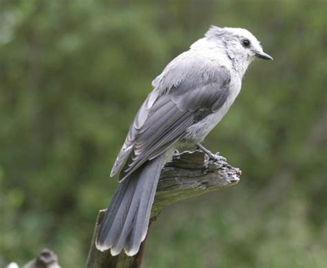 Camp Robber: The Gray Jay | birdingthebrookeandbeyond