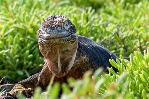 Shop - Galapagos Conservation Trust