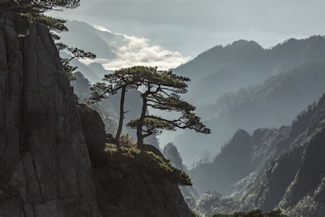 Huangshan pine | Smithsonian Photo Contest | Smithsonian Magazine