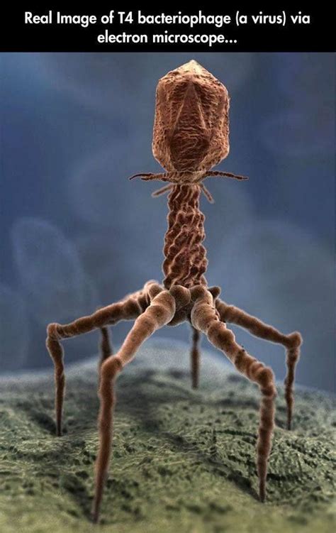 monsters that are real | Electron microscope, Microscopic photography ...