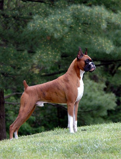 25+ Boxer Dog Breed Standard Picture - Bleumoonproductions