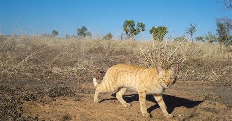 Towards a national feral cat ecology research program