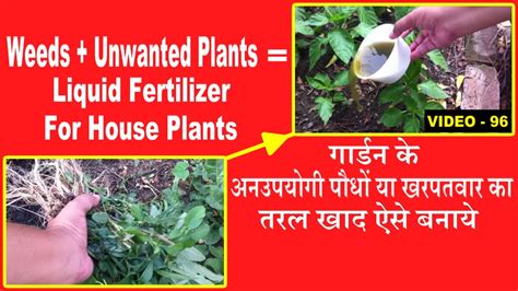 Liquid Fertilizer For House Plant From Weeds And Unwanted Plants,Gardening Idea - YouTube