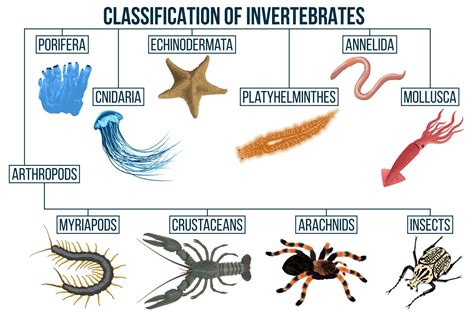 Examples Of Invertebrates