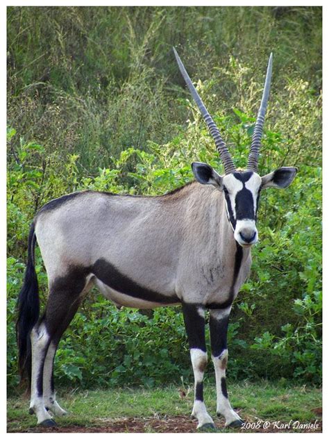 TrekNature | Gemsbok Photo | African animals, Unusual animals, Animals wild