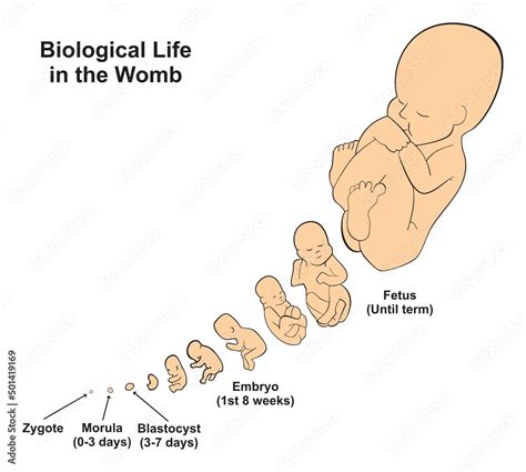 Biological life in the womb infographic diagram fetus development stages position schematic ...