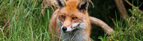 Fox (Red) - Foxes and Humans | Young People's Trust For the Environment