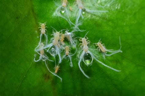 Psyllids: How to Spot, Treat and Control this Prolific Garden Pest