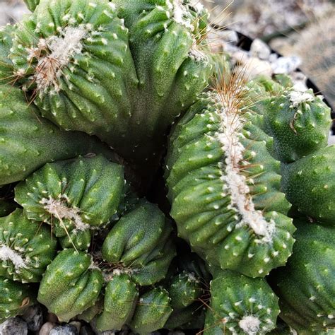 Cereus forbesii crest Ming Thing | Planet Desert