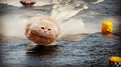 Hover Cat