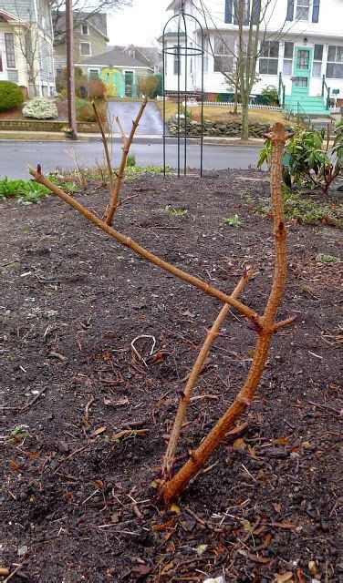 Pruning Black Lace Elderberry Bushes | Black lace elderberry ...