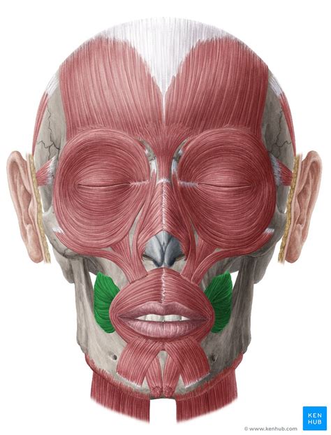 Buccinator: Origin, insertion, innervation, function | Kenhub