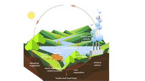 Siklus Karbon Pengertian Sumber dan Prosesnya