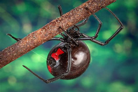 Why Black Widow Spider Venom Is So Potent | Live Science