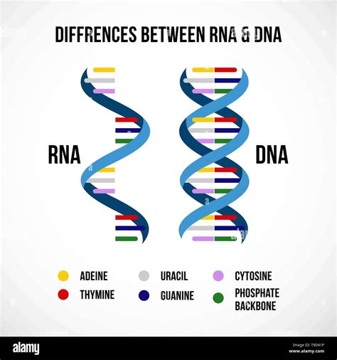 Difference Between Dna And Rna Structures