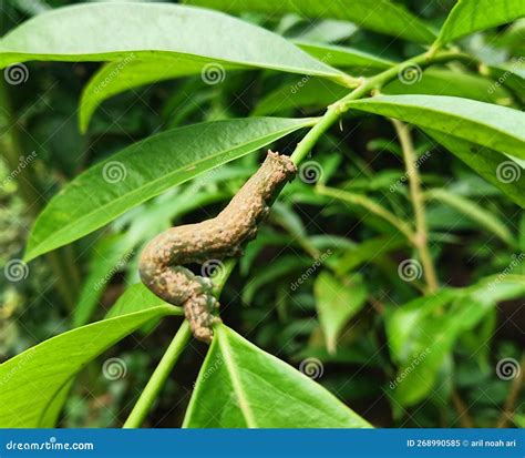 Leaf Caterpillars Eat Fruit and Vegetable Plants Stock Image - Image of caterpillars, fruit ...