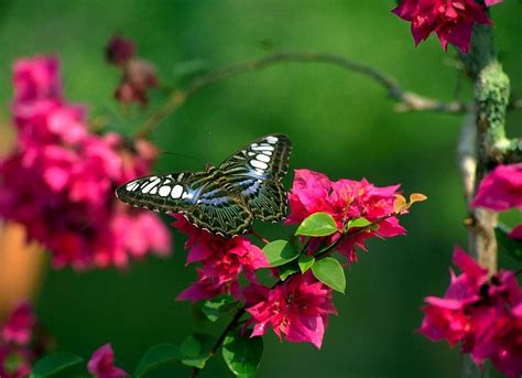 Download Butterfly Nature Flower Wallpaper | Wallpapers.com