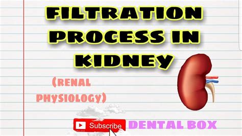 Kidney Filtration Process