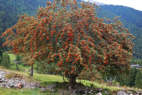 celtic rowan tree | Rowan tree, Trees to plant, Tree photography