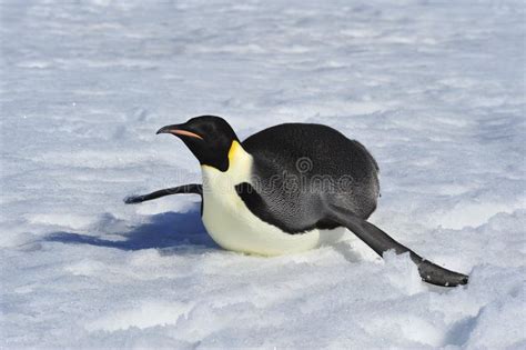 Emperor Penguin on the Snow Stock Photo - Image of advise, cold: 90277068