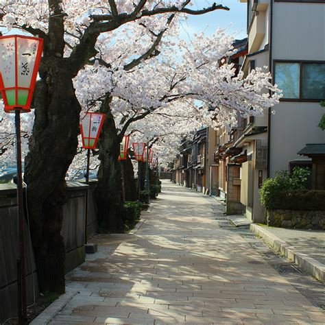 Sakura Season! Seeing Kanazawa's Cherry Blossoms in One Day