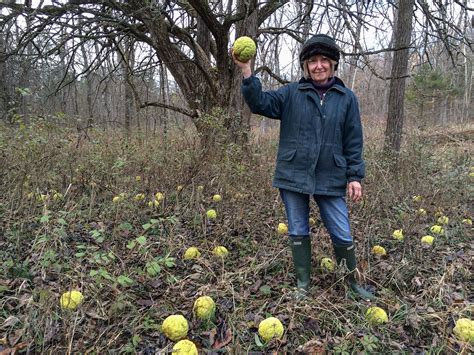 Harvesting Osage Orange fruit – Prairie Garden Trust