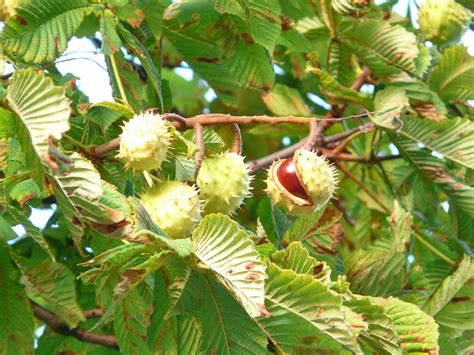 Castanha Castanheira Árvore - Foto gratuita no Pixabay - Pixabay