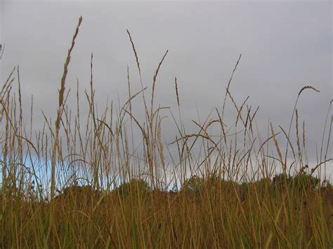 Elymus triticoides – The Watershed Nursery