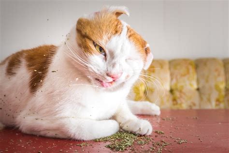 Pet Photographer Captures Cats Going Crazy for Catnip