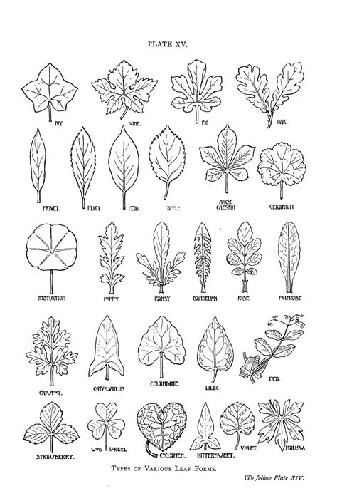 Leaf Shapes Printable Nature Curriculum In Cards - vrogue.co
