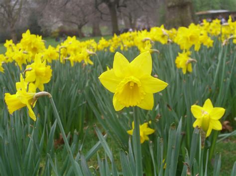 Springtime Flowers by MINI4U on DeviantArt