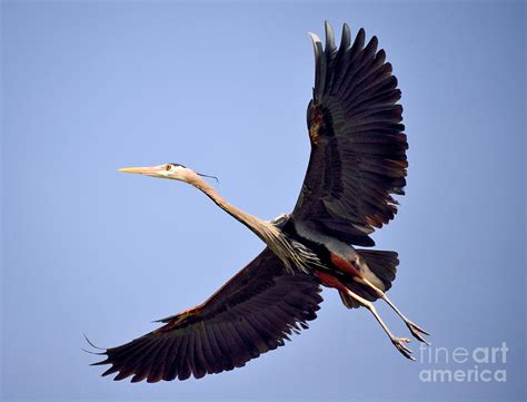 Great Blue Heron Nesting 9 Photograph by Terry Elniski - Fine Art America