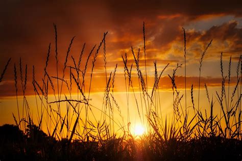 Sunset Grasses Blade Of Grass - Free photo on Pixabay