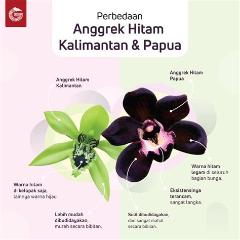 Paling Populer 13+ Gambar Bunga Anggrek Hitam Kalimantan - Gambar Bunga ...