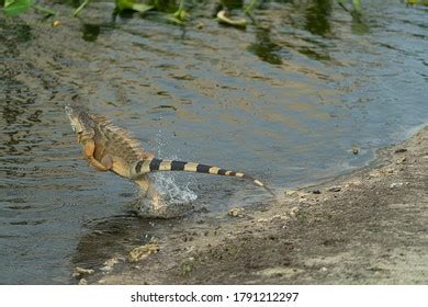 856 Running Iguana Images, Stock Photos & Vectors | Shutterstock