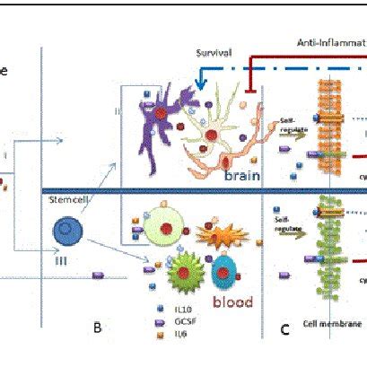 Mechanism of G-CSF induced stem cell mobilization. Increase in G-CSF... | Download Scientific ...