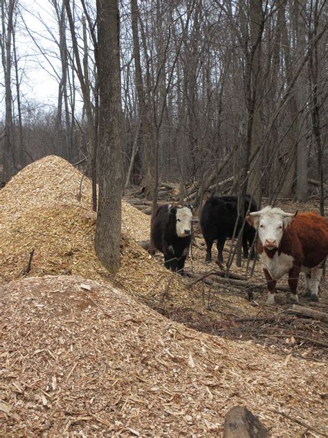 Hickory Field Farm: Working towards Silvopasture. Or, clearing the woods.