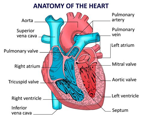 Human heart anatomy. Vector diagram in 2021 | Heart anatomy, Human ...