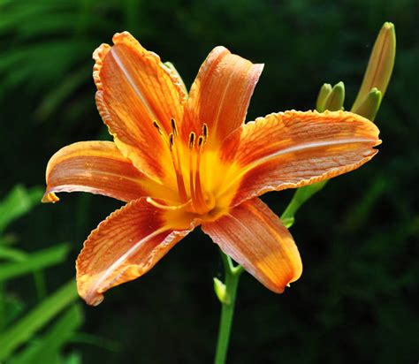 Orange lily (Lilium bulbiferum) by sekovaniccc on DeviantArt