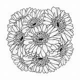 Premium Vector  Beautiful Flowers Of gerbera Daisy coloring Page sketch template