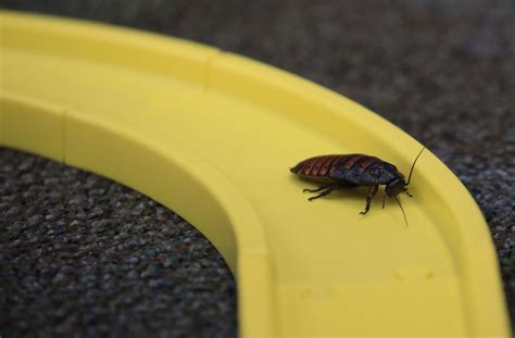 Cockroach That Crawled Into Man's Ear at Hotel Causes Hearing Loss ...