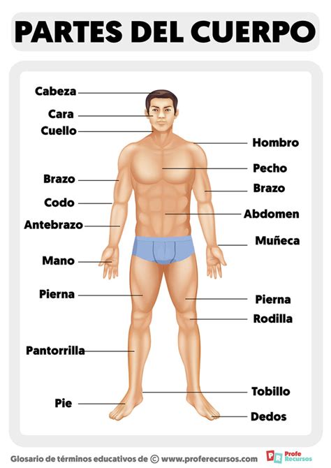 Partes del cuerpo humano