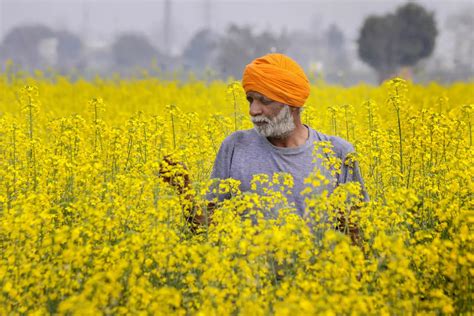 Mustard seed: Rabi harvesting season | agribazaar