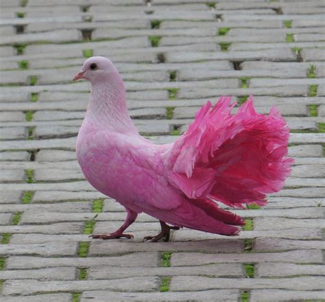 Rare pink pigeon spotted in Manhattan Park worries rescue team (Video)