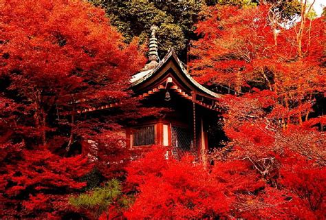 Red Garden, forest, tree, japan, japanese, kyoto, shrine, temple ...