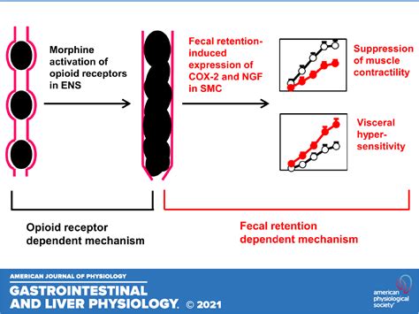 An opioid receptor-independent mechanism underlies motility dysfunction and visceral ...