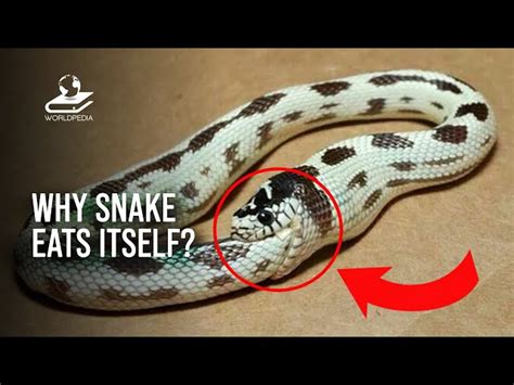 Why Do Snakes Eat Themselves? Exploring This Bizarre Behavior