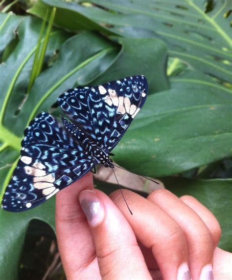 #franklinparkconservatory #columbus #ohio #butterflies #kids | Franklin ...